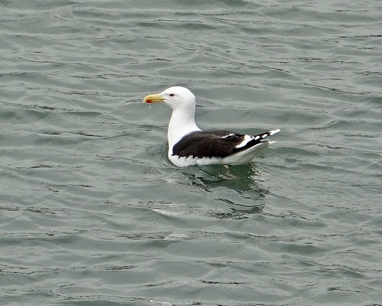 great black-backed gull